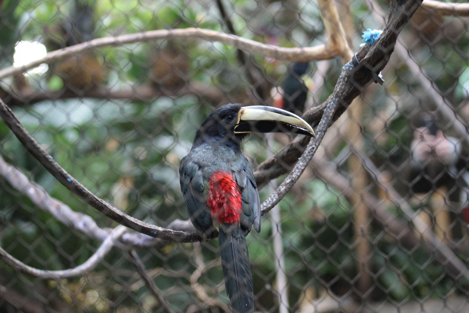 Black-Necked Araçari