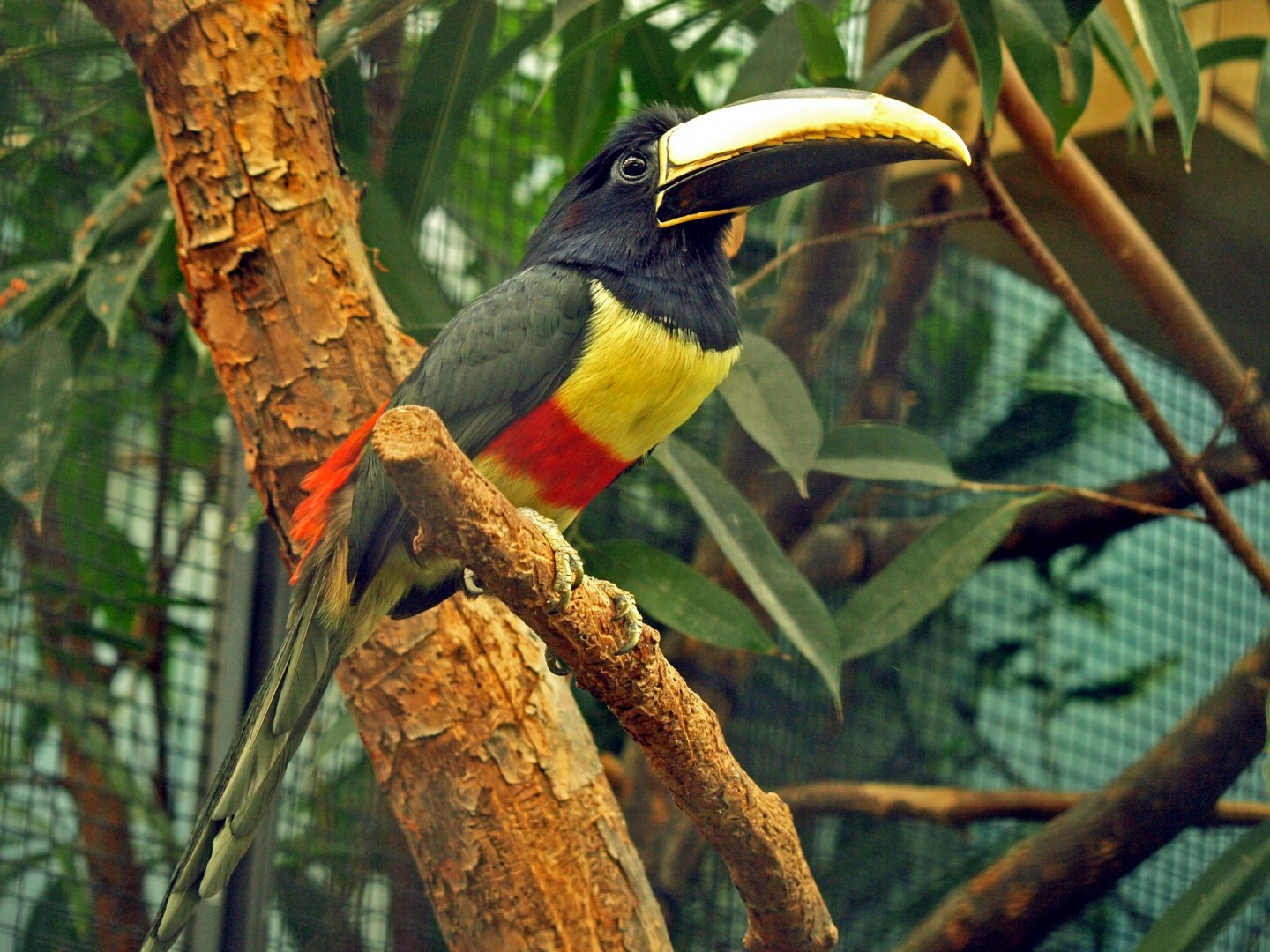 Black-necked aracari