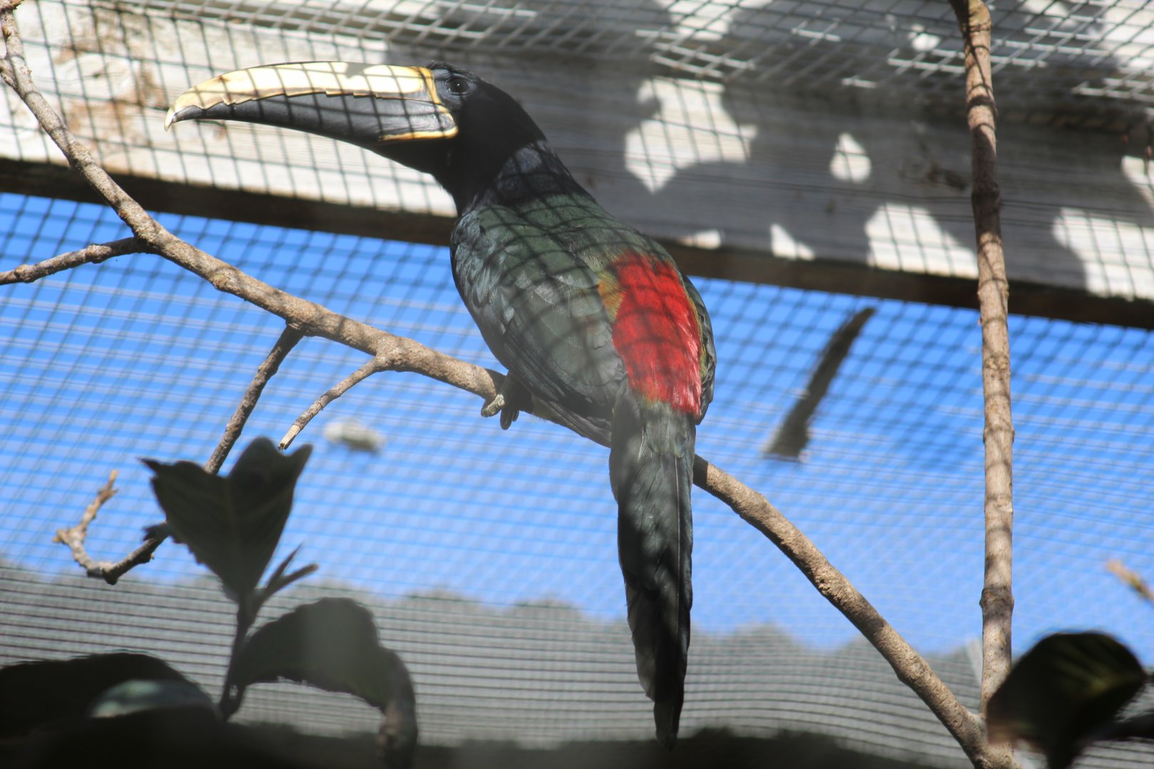 Black-Necked Araçari