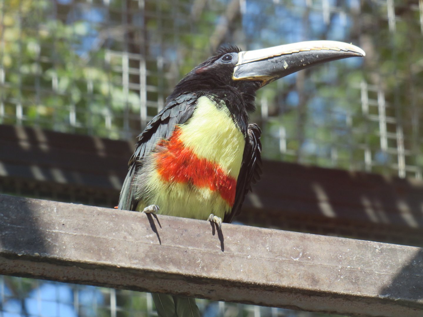 black-necked aracari
