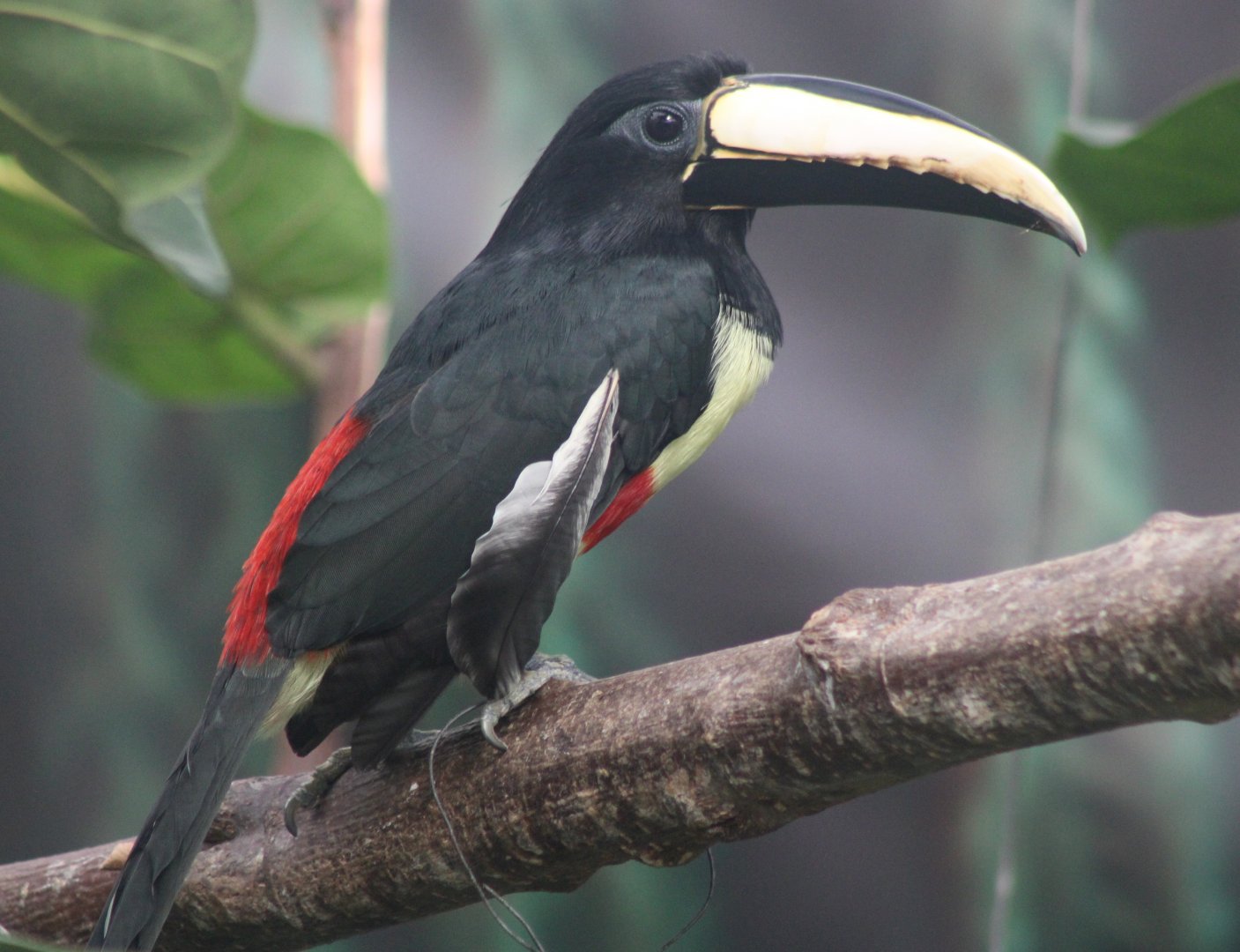 Black-necked aracari