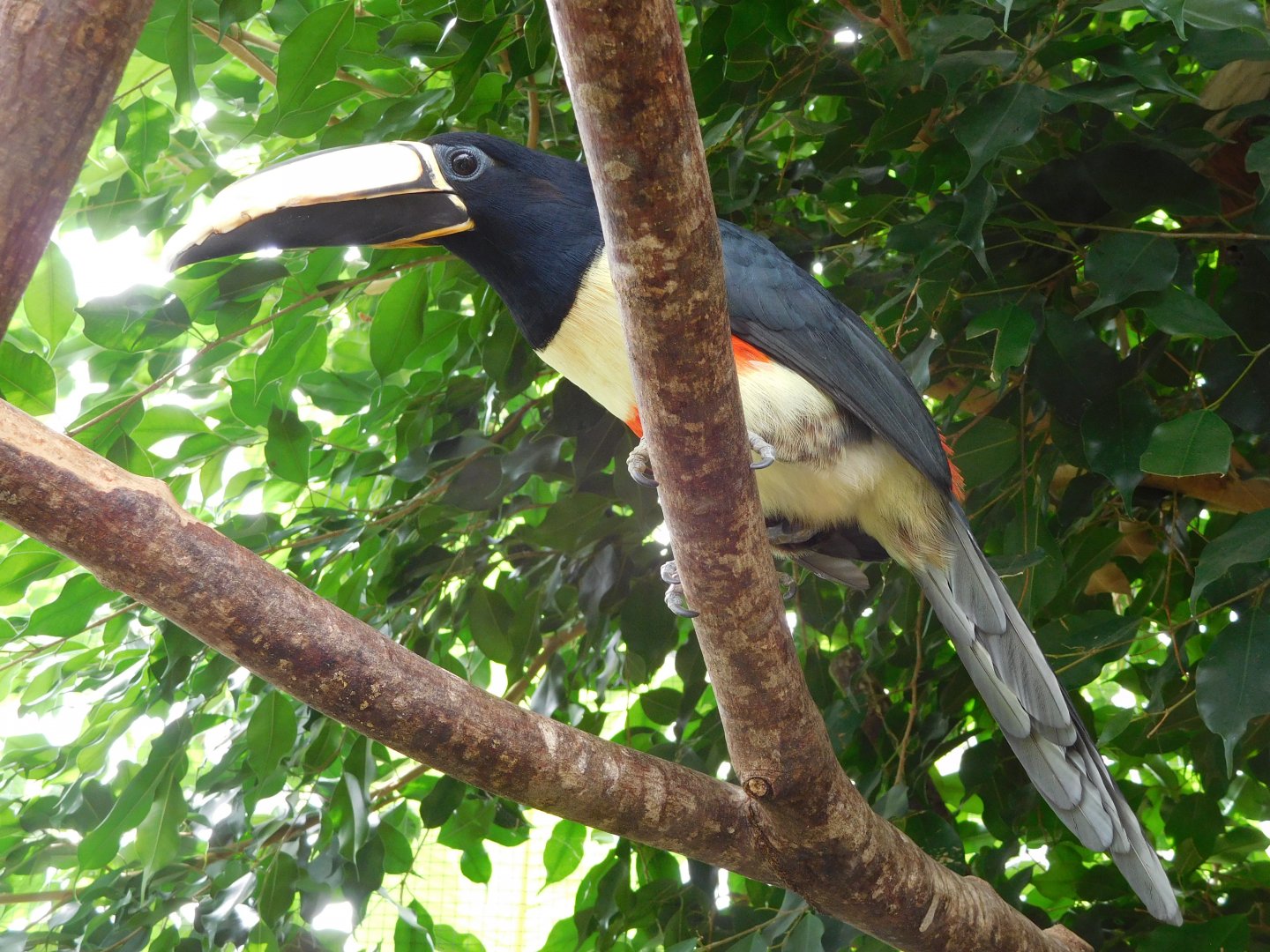 Black-necked araçari