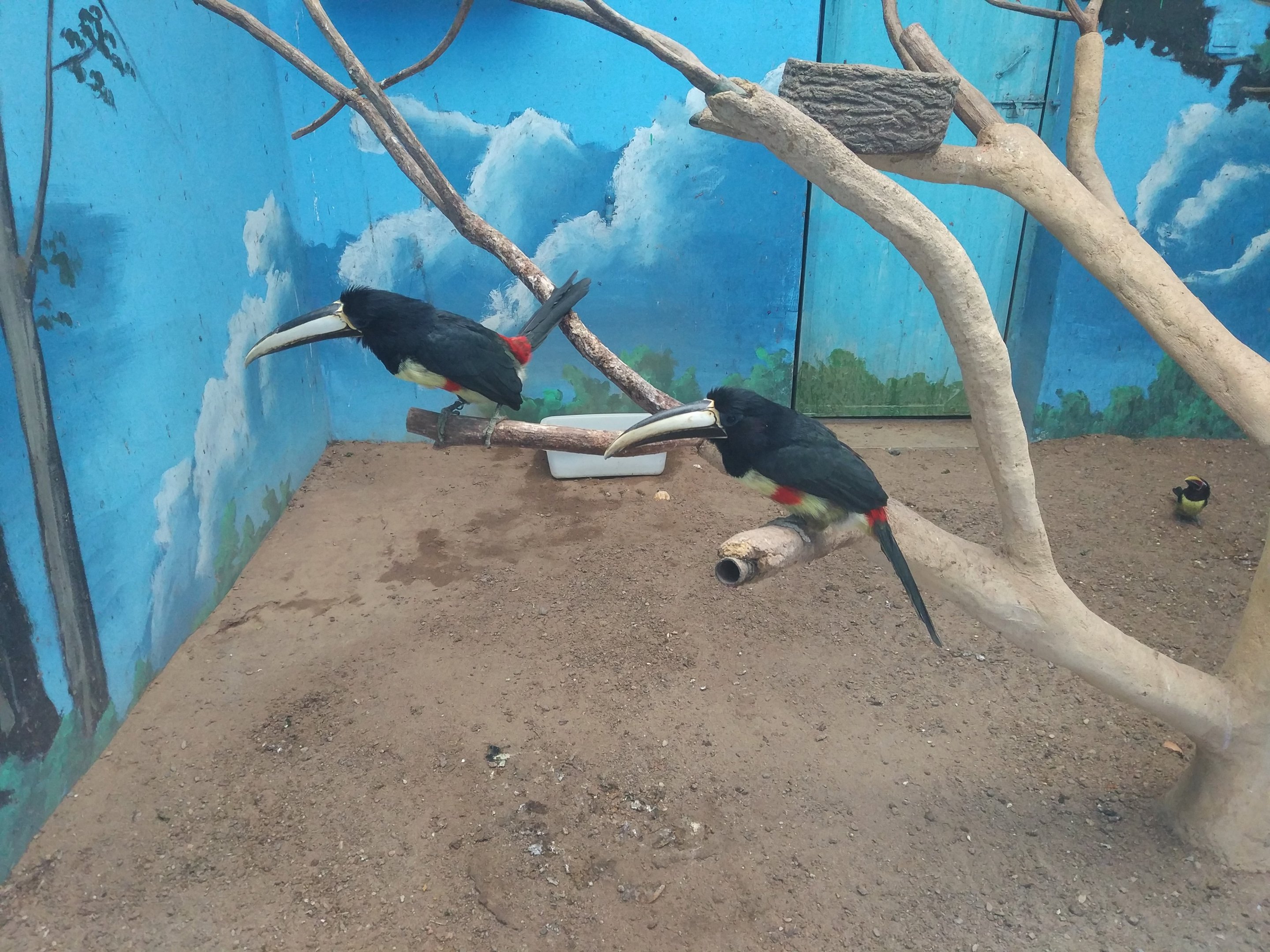 Black-necked Aracari