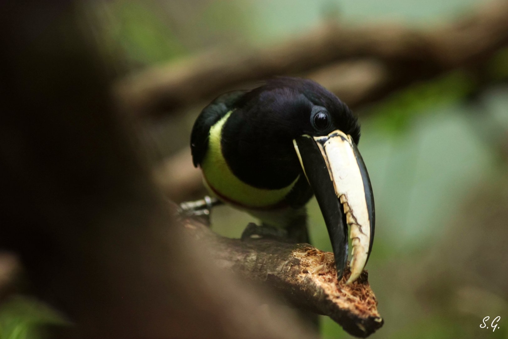 Black-necked aracari