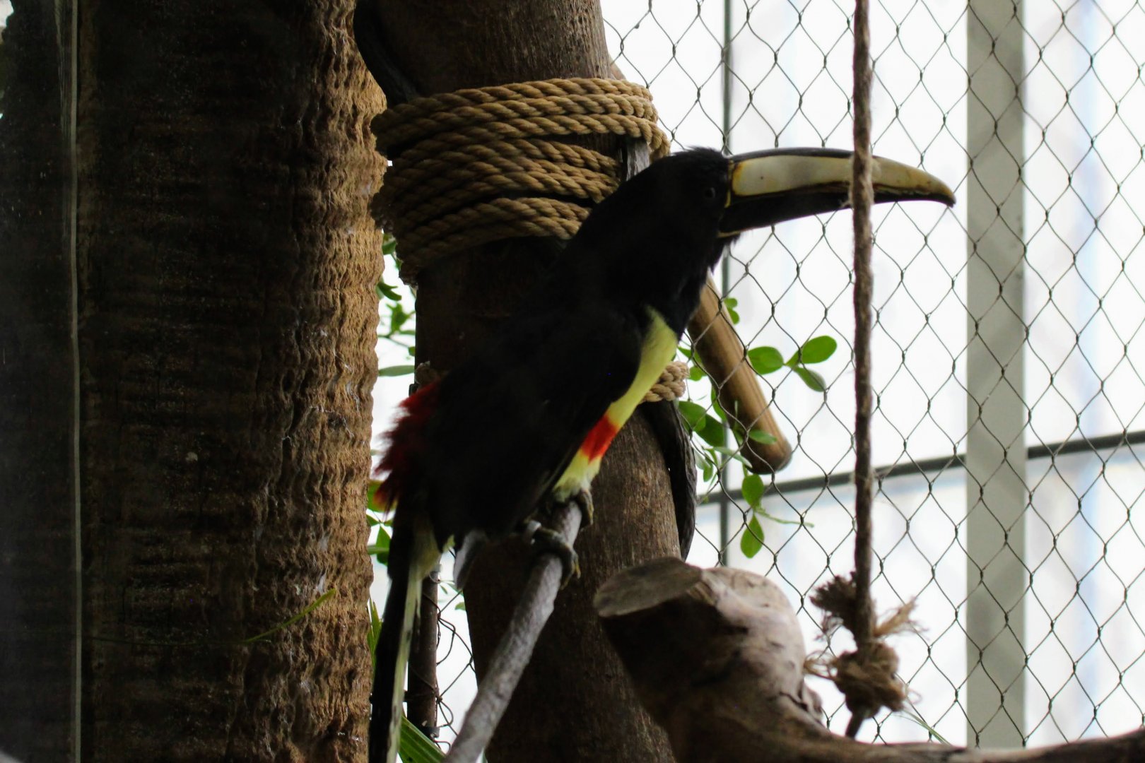 Black-necked Aracari