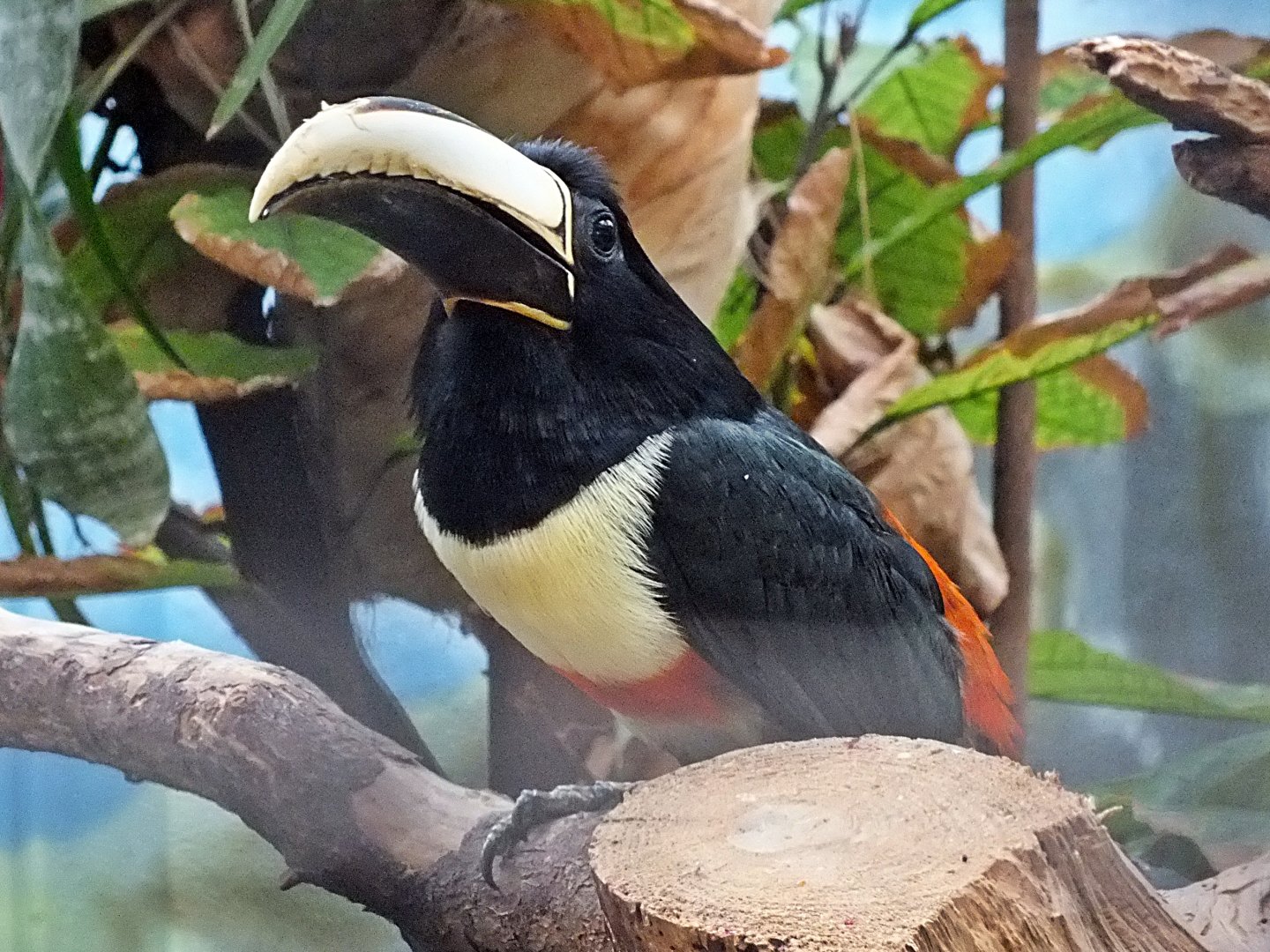 Black-necked aracari