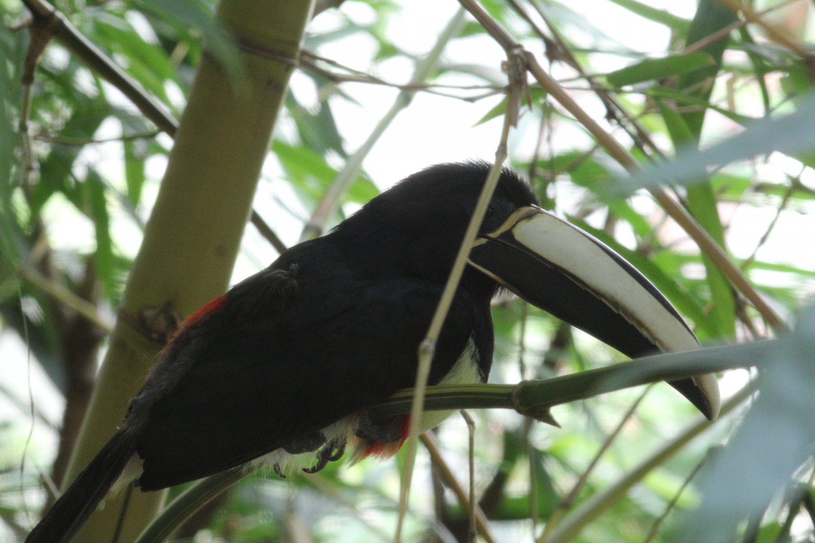 Black-Necked Araçari