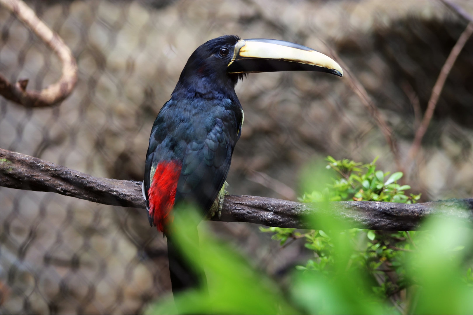 Black-necked Aracari