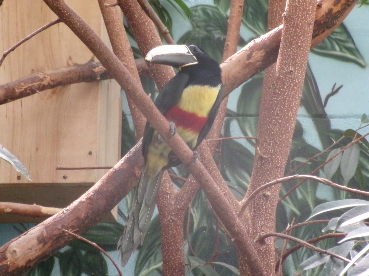 Black-necked aracari