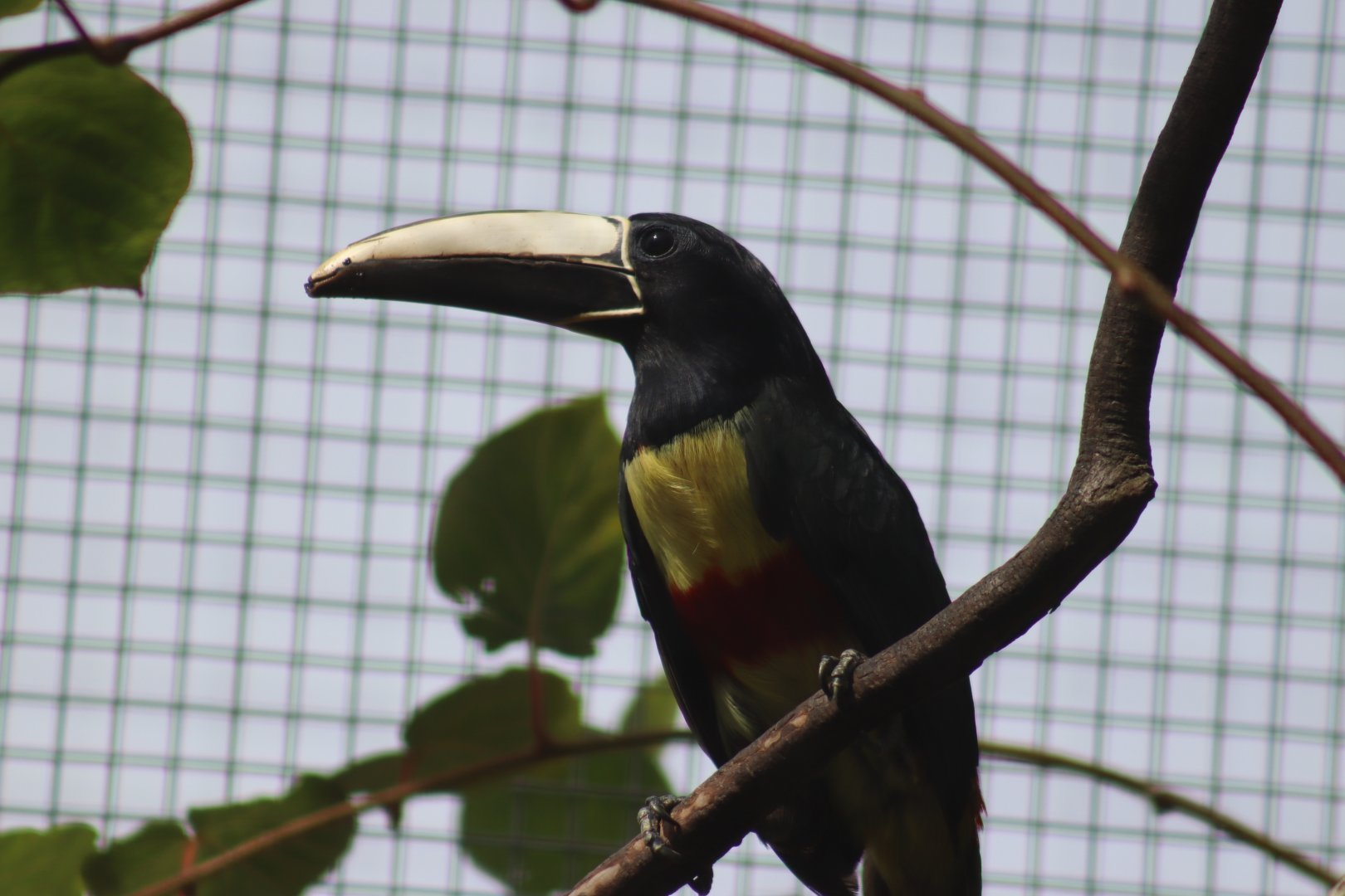 Black-necked Aracari