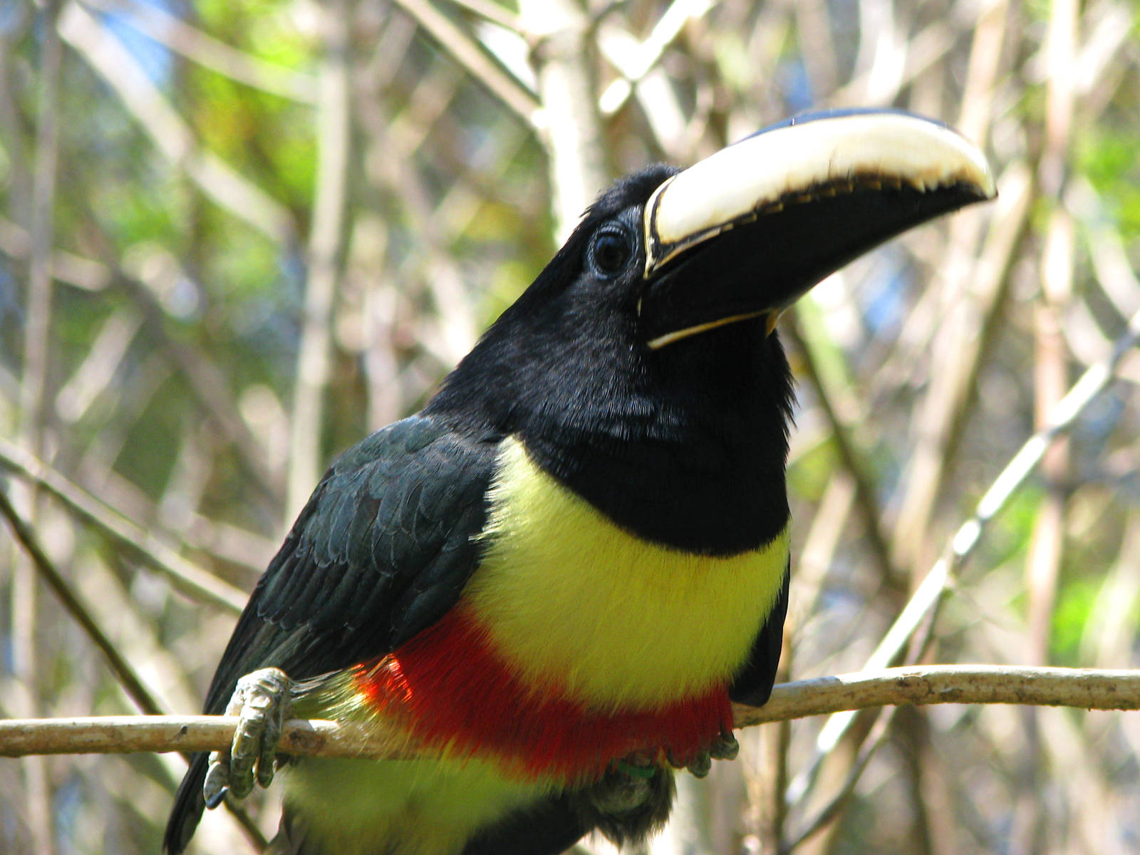 Black Necked Aracari