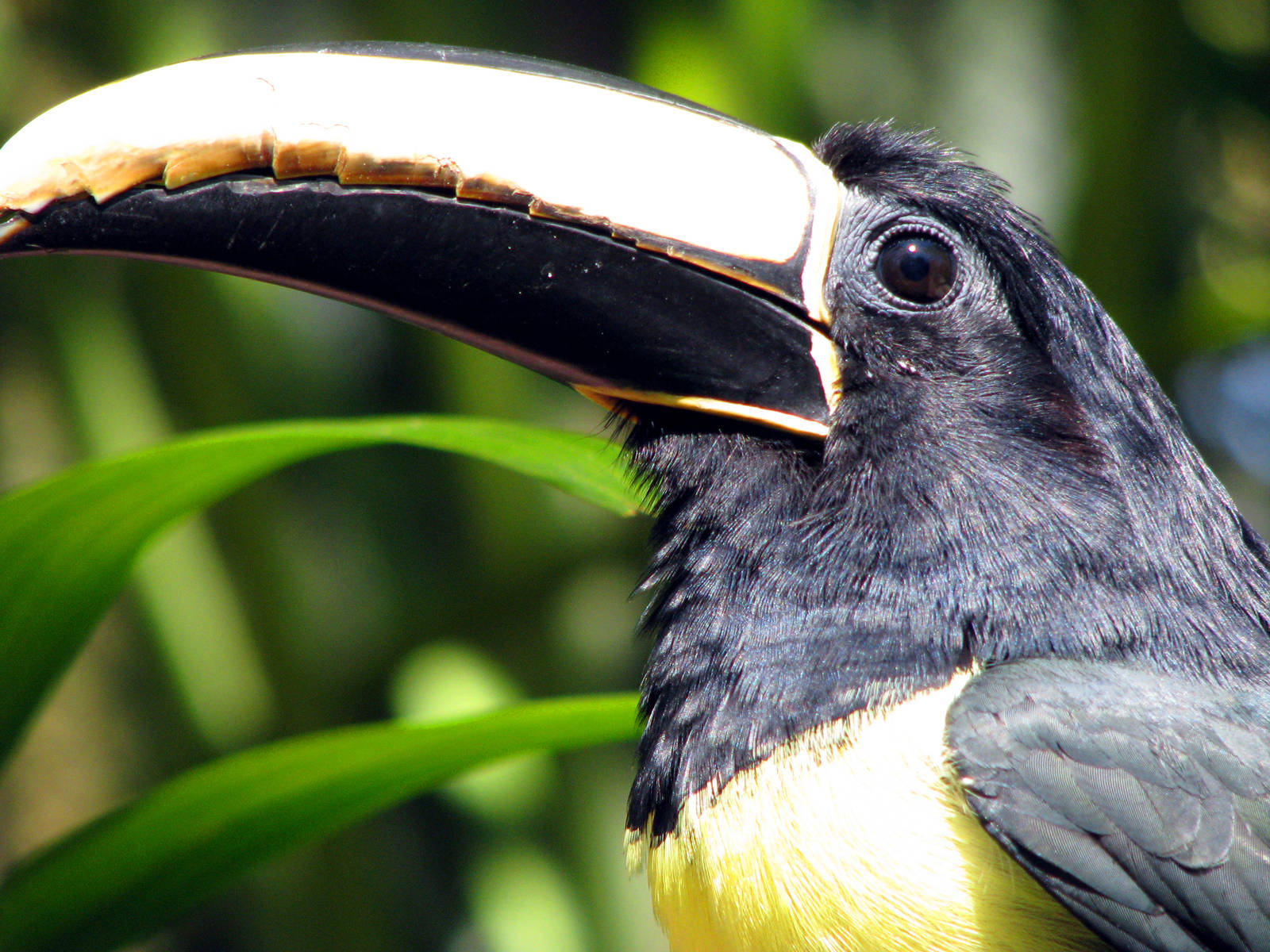 Black Necked Aracari