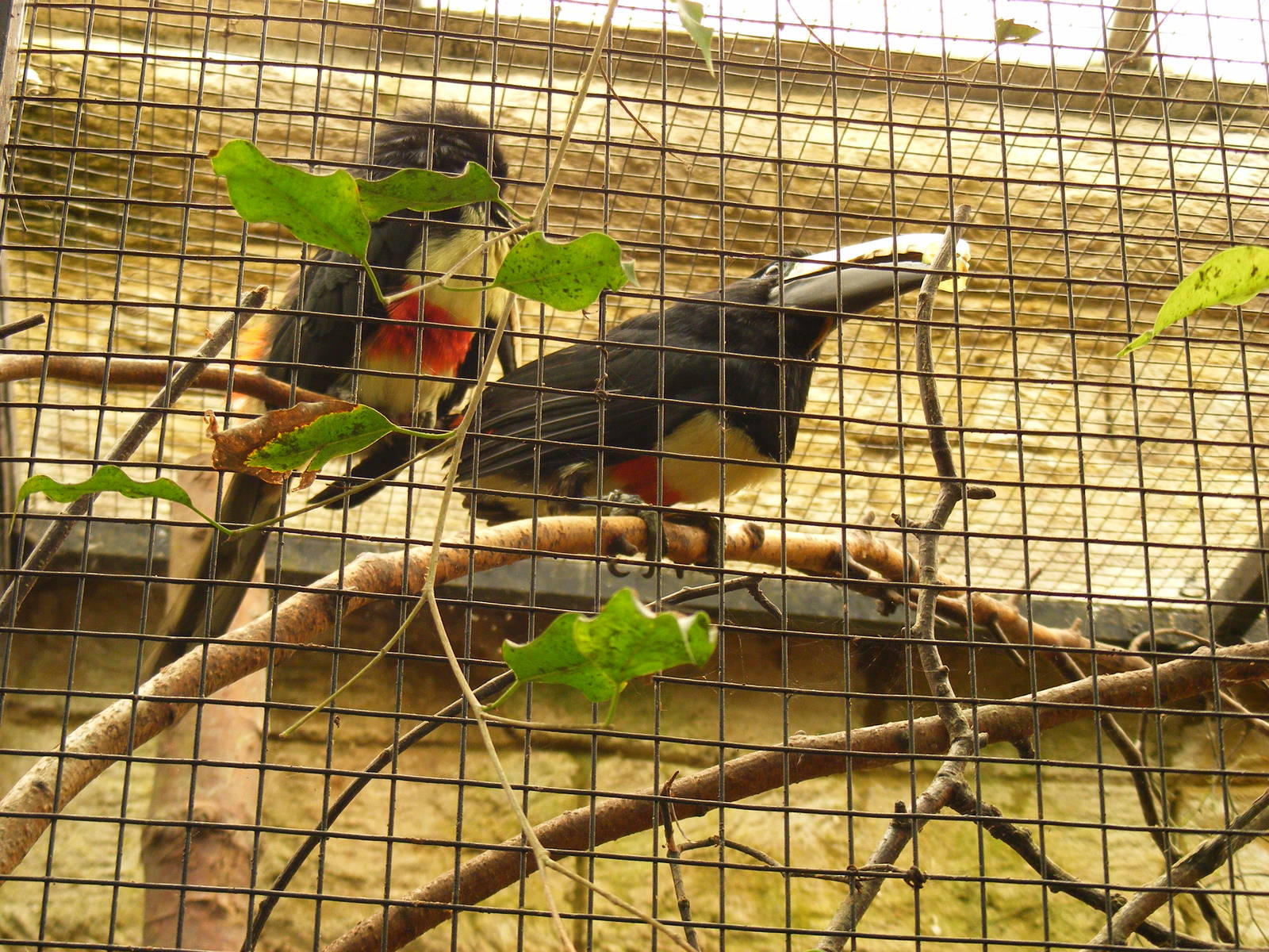 Black necked aracaries at Amazon World, 5 April 2010