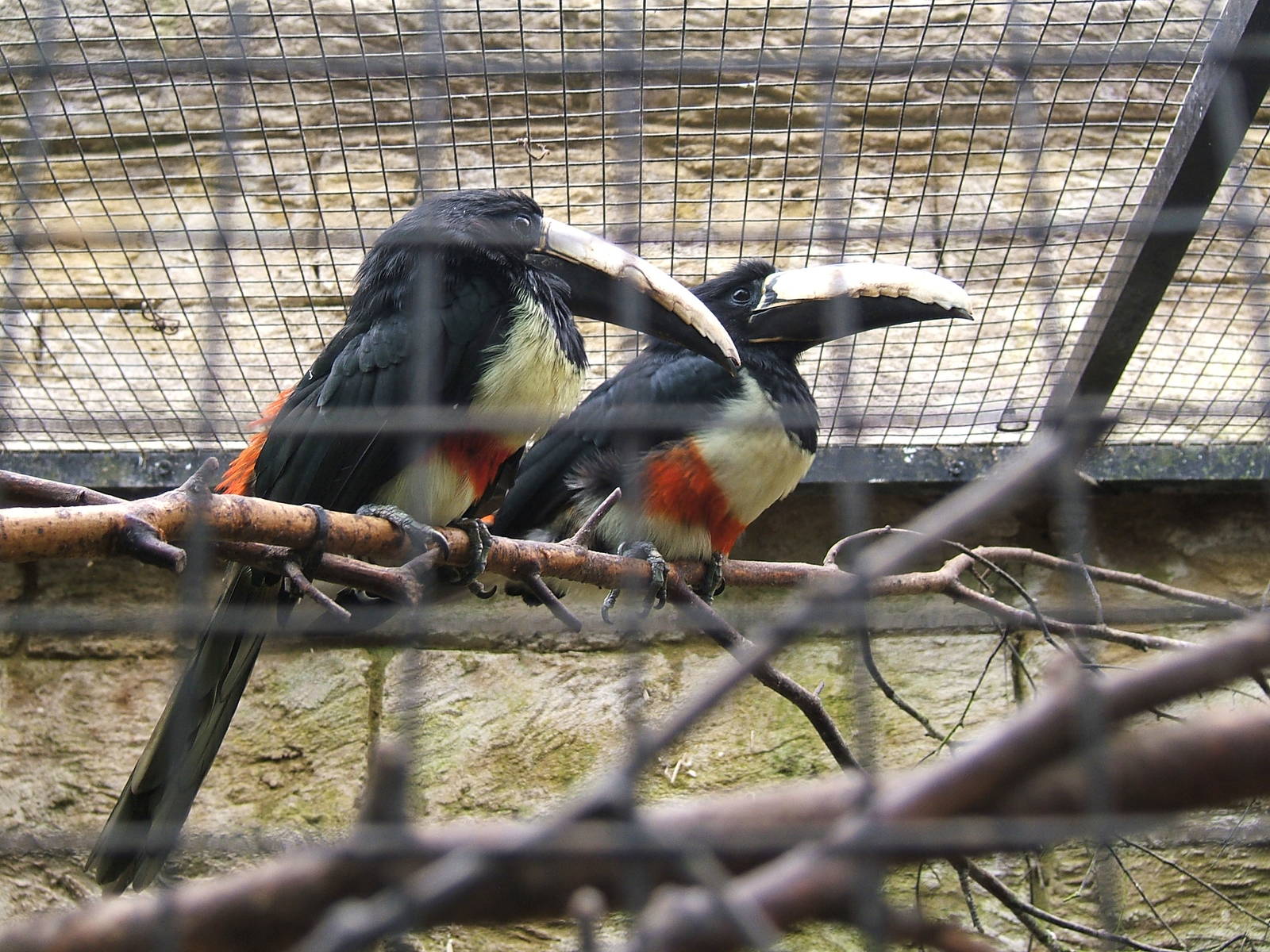 Black necked aracaries at Amazon World, 5 April 2010