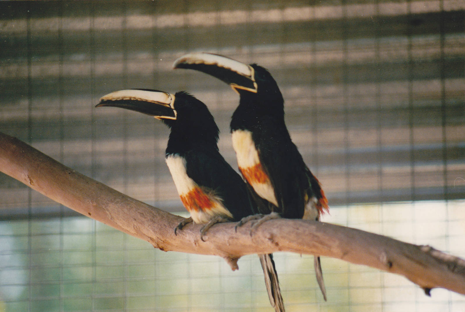 Black-necked Aracaris