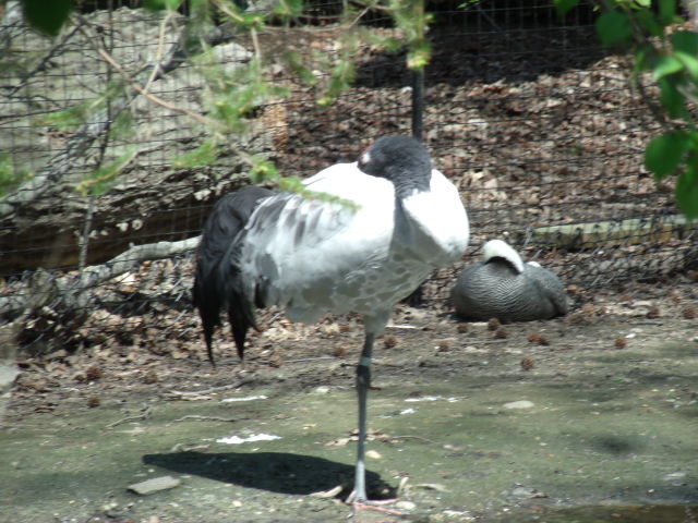 Black-Necked Crane and Emperor Goose