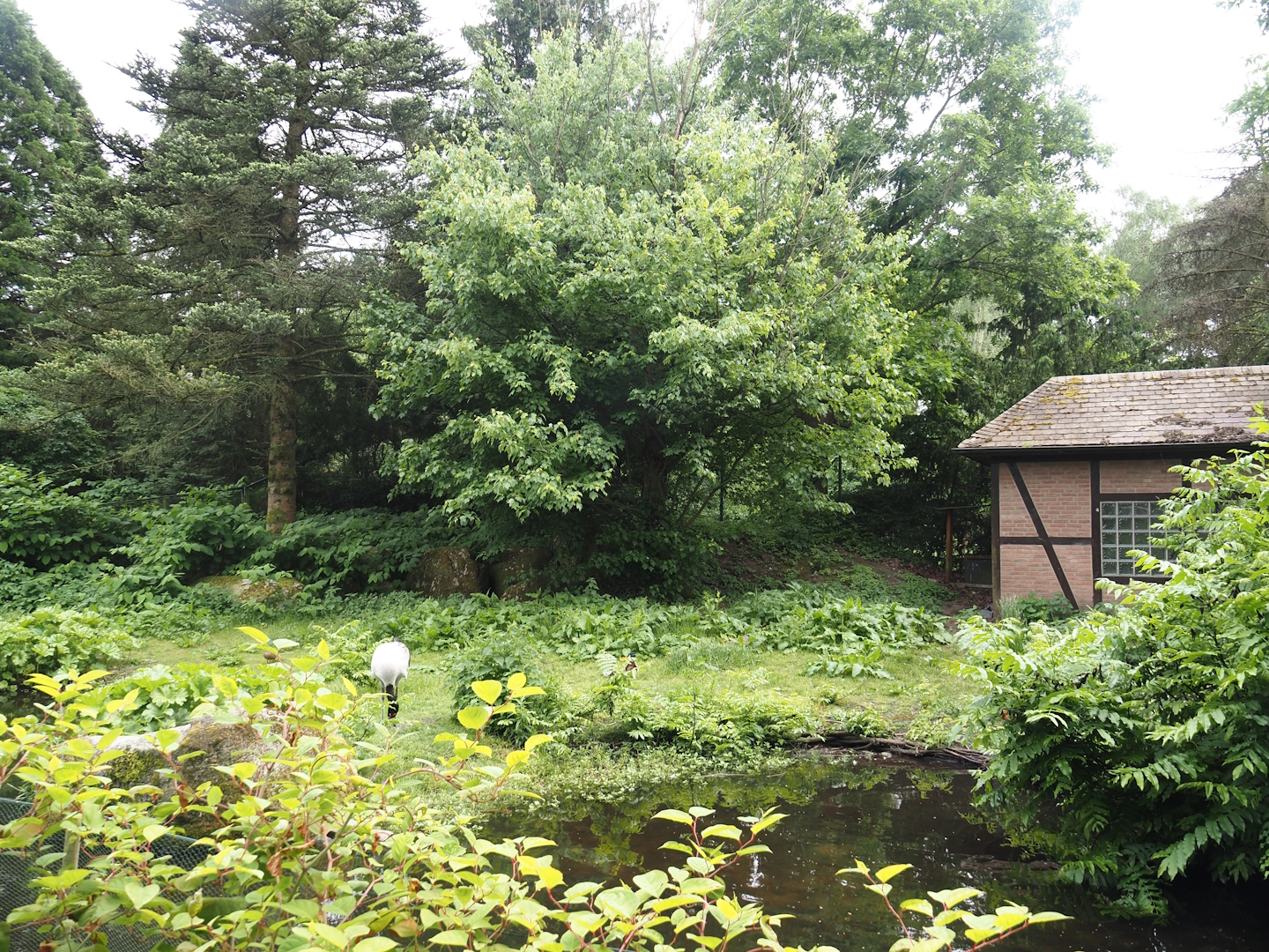 Black-necked crane and Swan goose exhibit, 2024-05-21