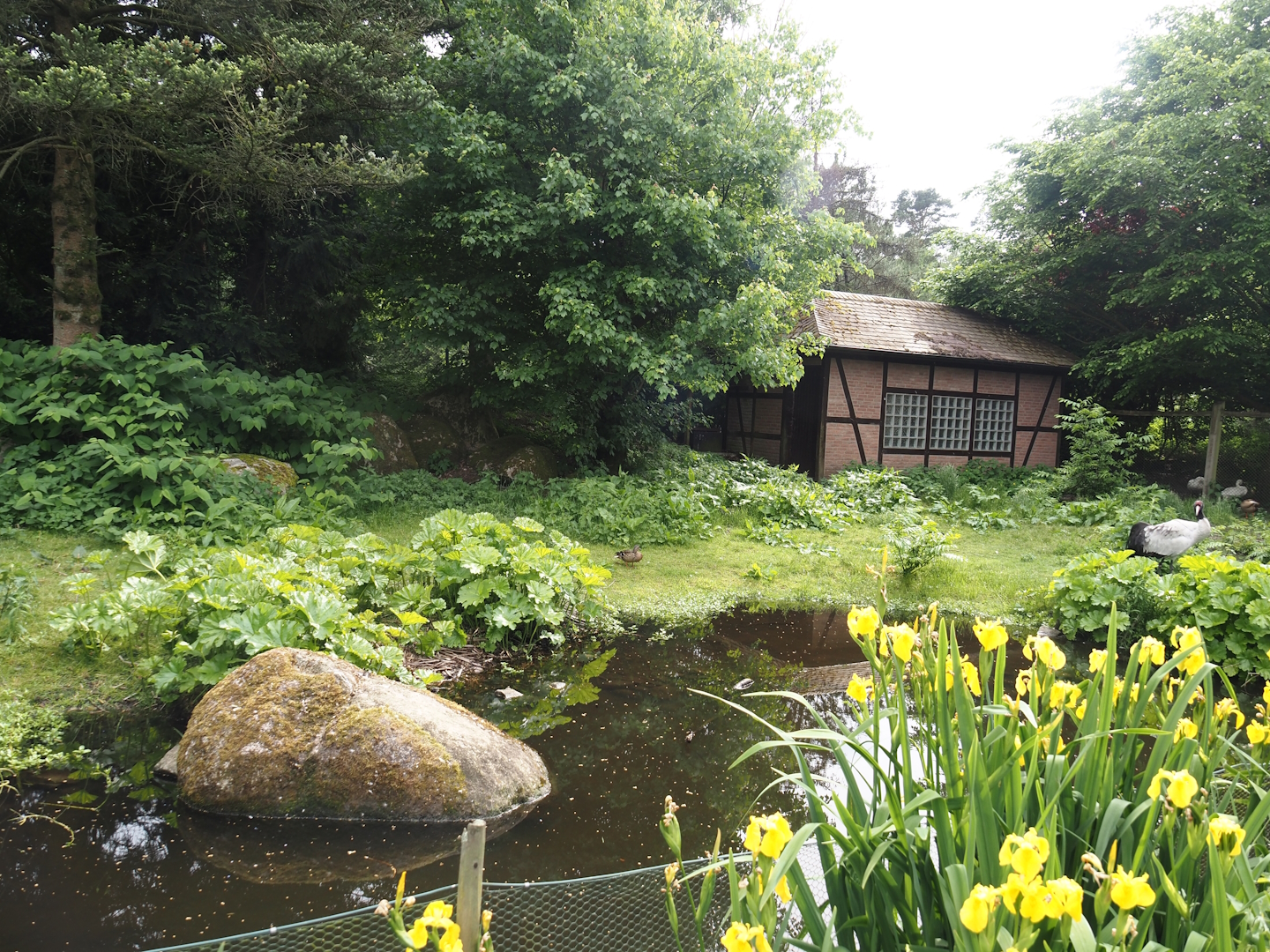 Black-necked crane and Swan goose exhibit, 2024-05-21