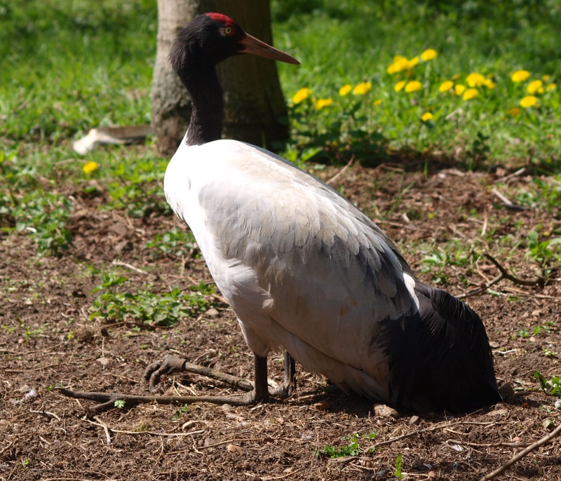 Black-necked crane (April 19th, 2015)