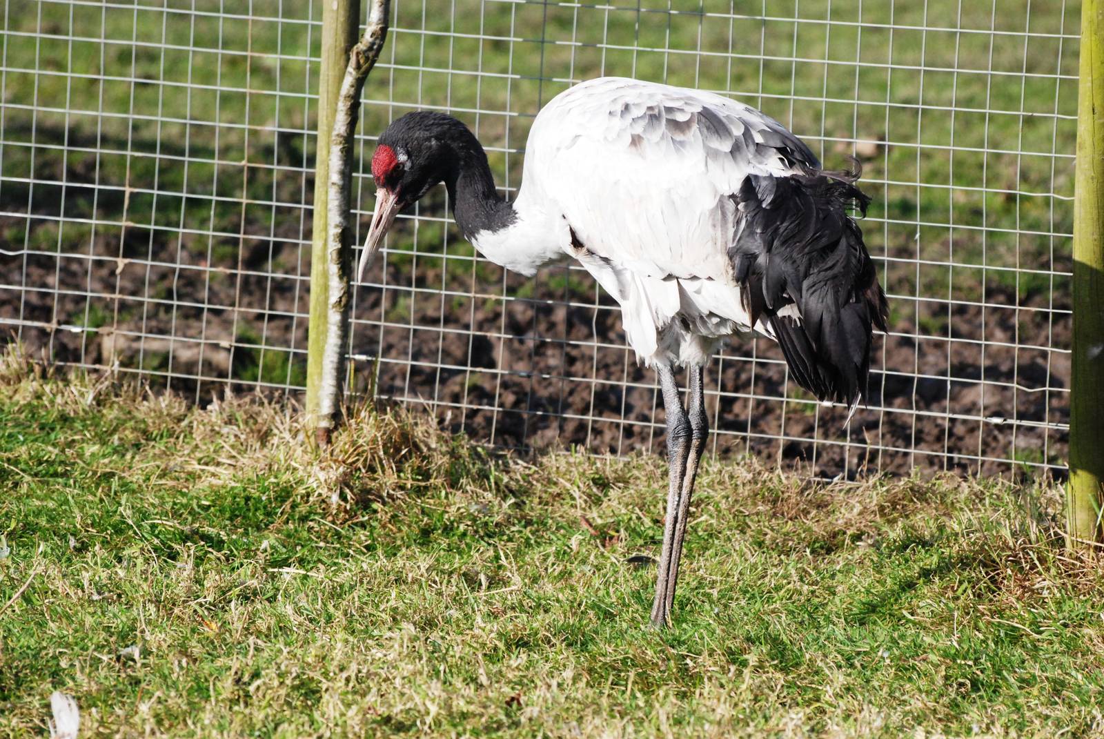Black-necked Crane at Blackbrook, 21/10/12