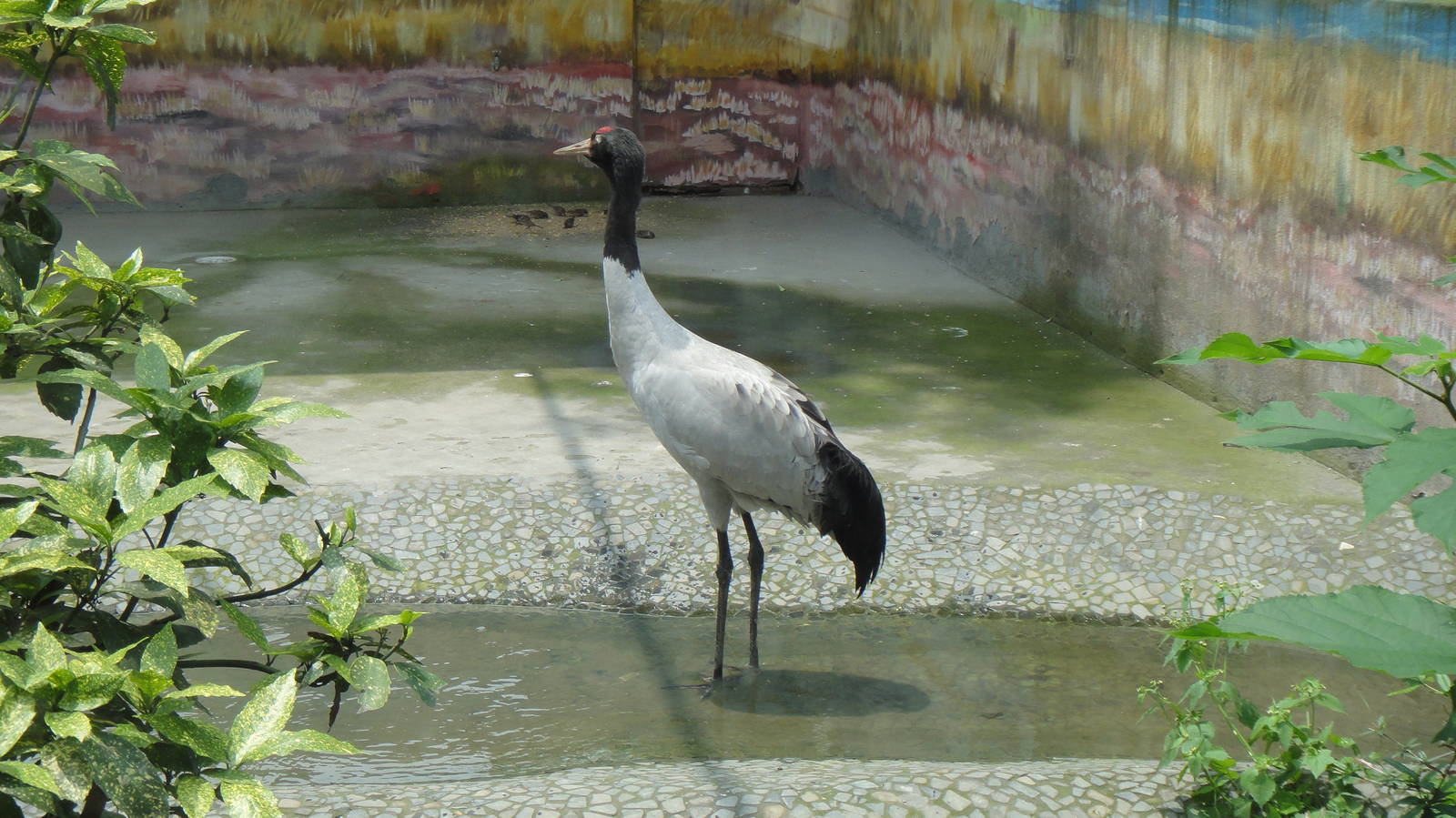 Black-necked Crane at Chengdu zoo 2012-5-11