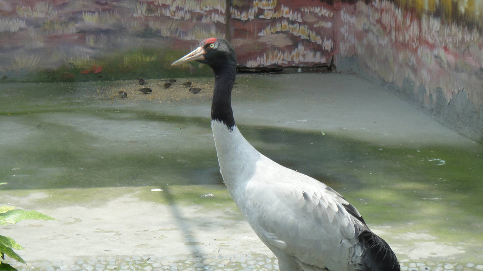 Black-necked Crane at Chengdu zoo 2012-5-11