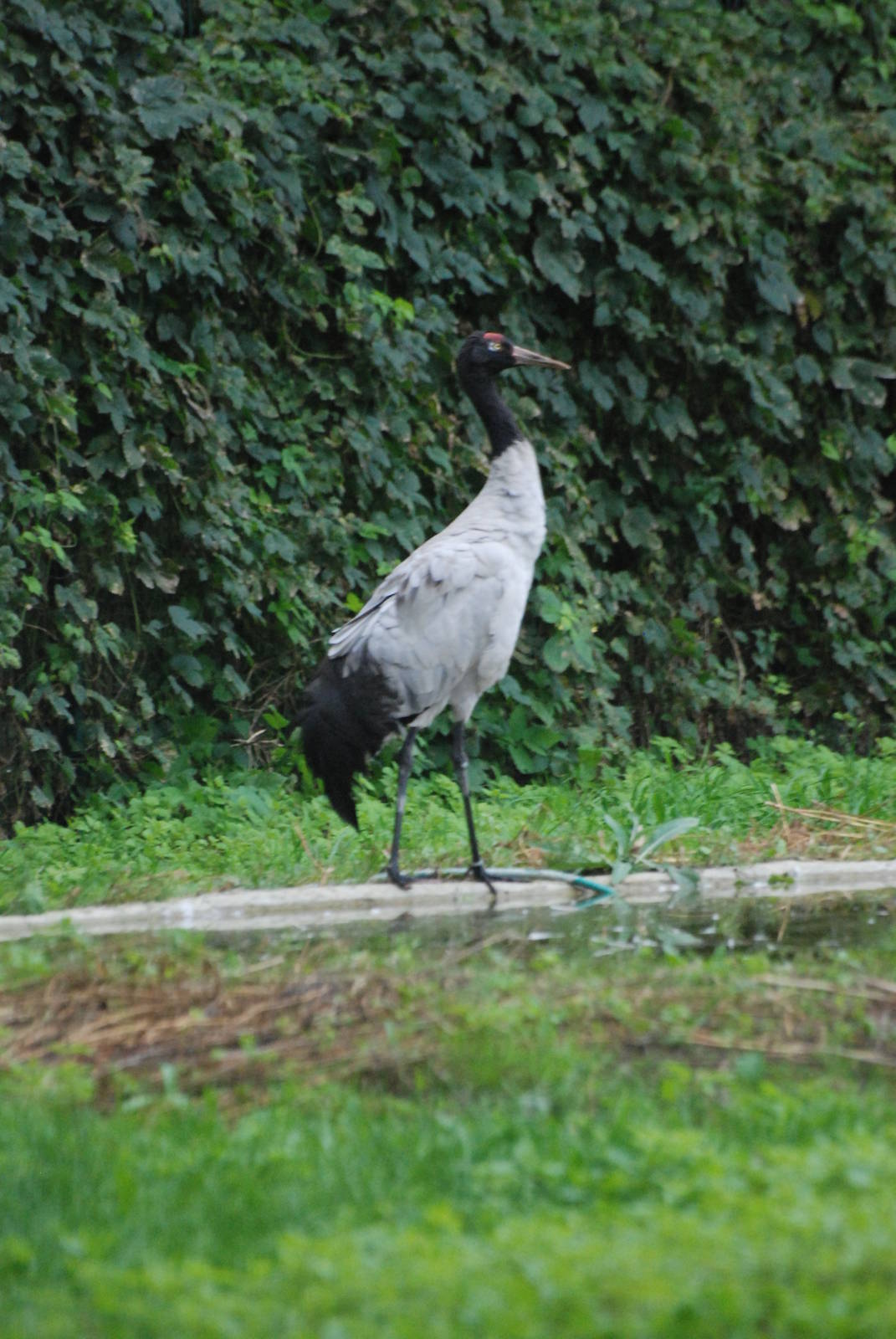Black-necked Crane at Tierpark Berlin, 30/08/11
