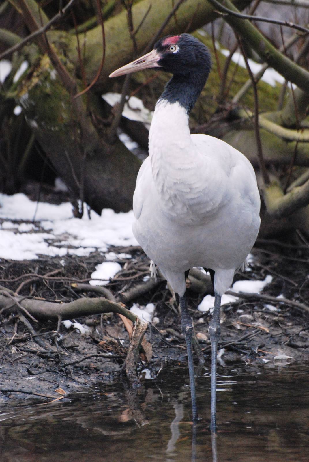 Black-necked Crane at Walsrode, 22/03/13