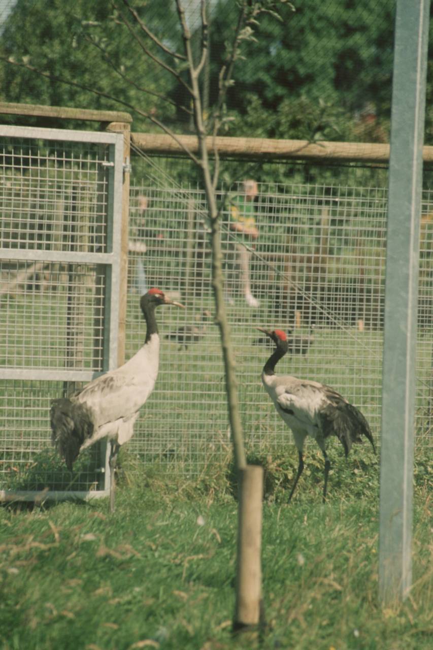 Black-necked Crane, Blackbrook 2006