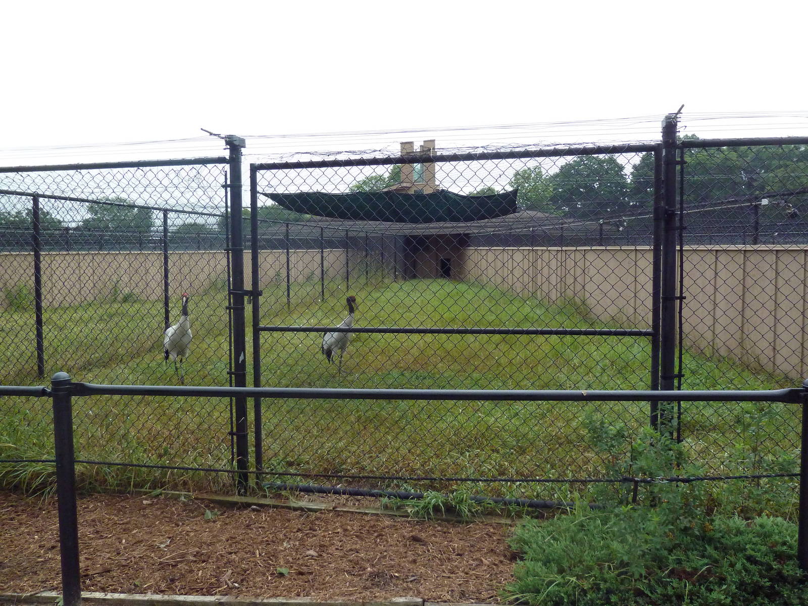 Black-Necked Crane Exhibit #1