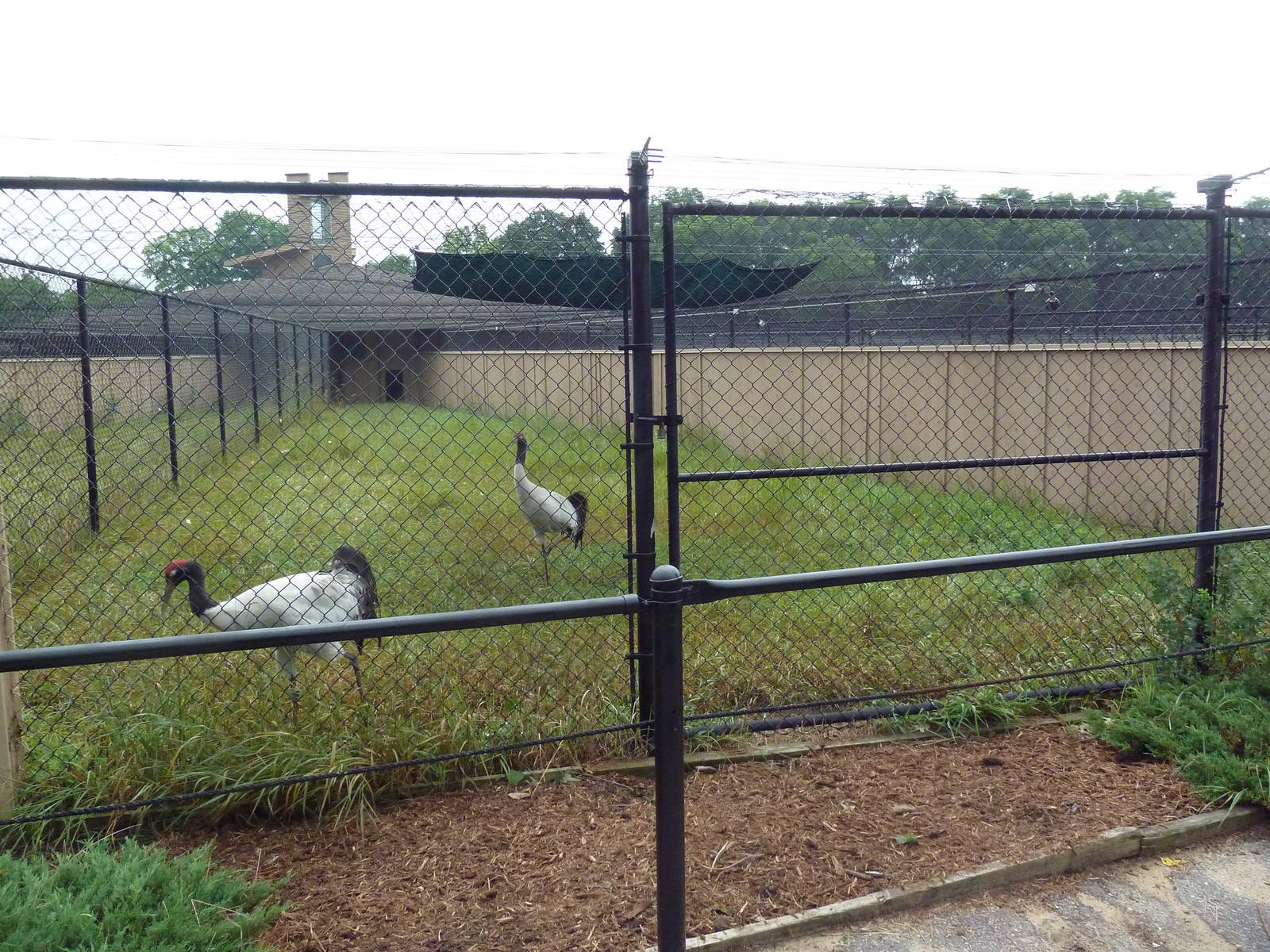 Black-Necked Crane Exhibit #1