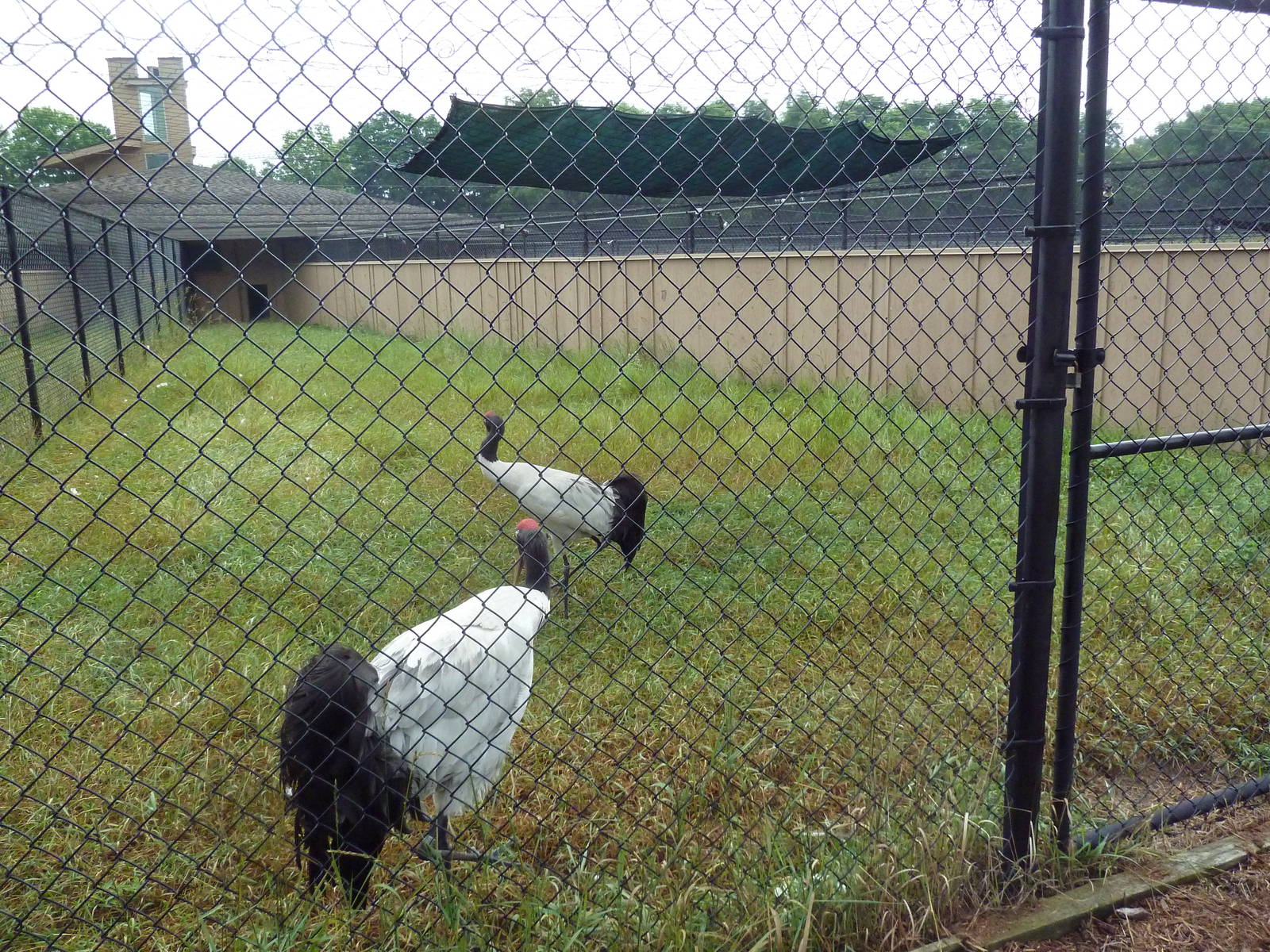 Black-Necked Crane Exhibit #1