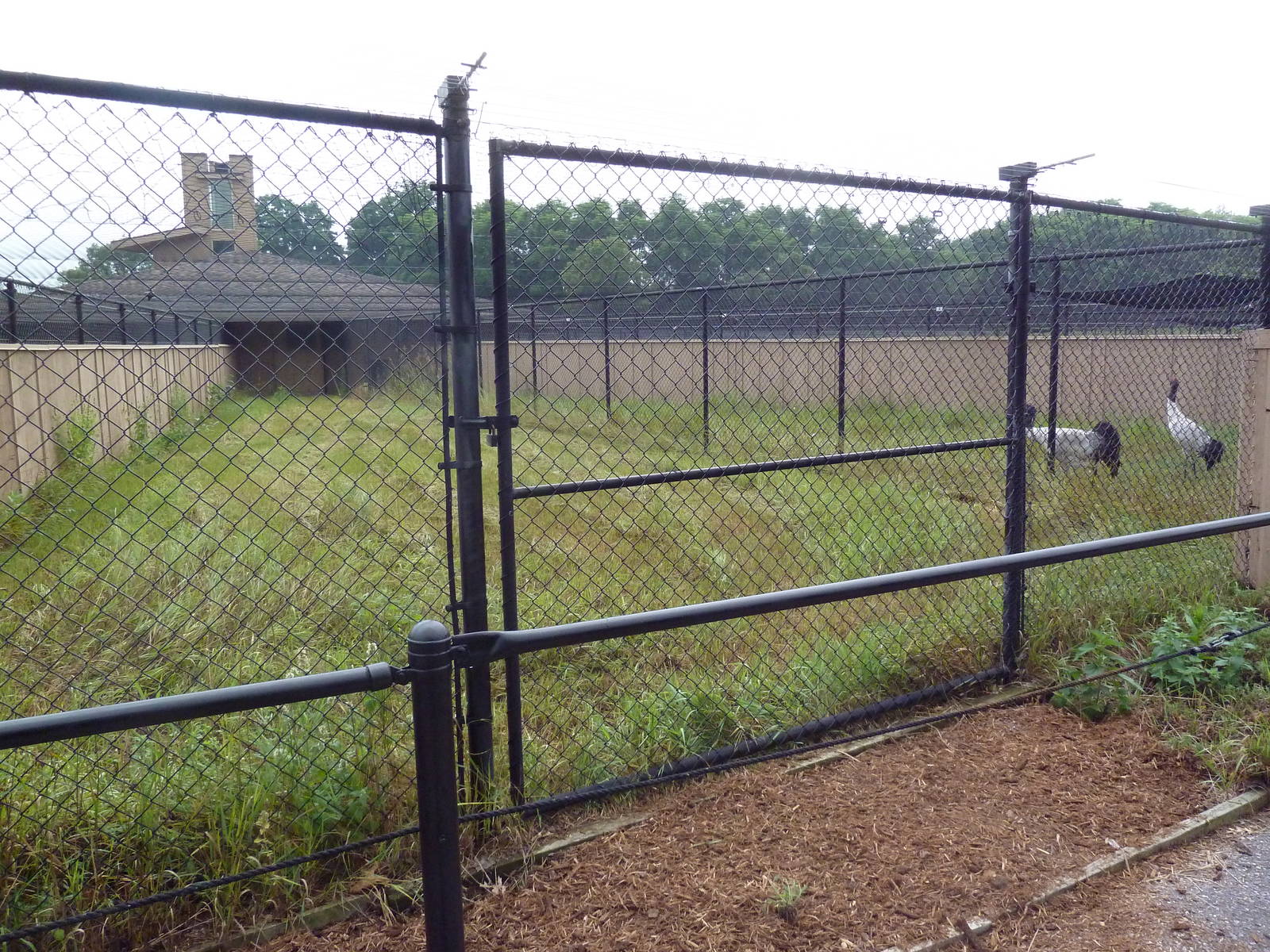 Black-Necked Crane Exhibit #2