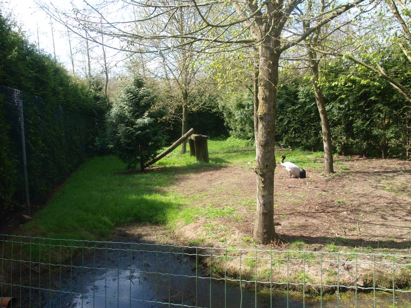 Black-necked crane exhibit (April 19th, 2015)