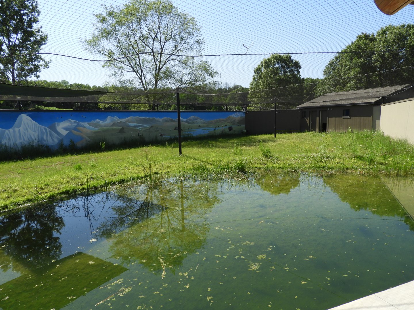 Black-necked Crane exhibit - New in 2021