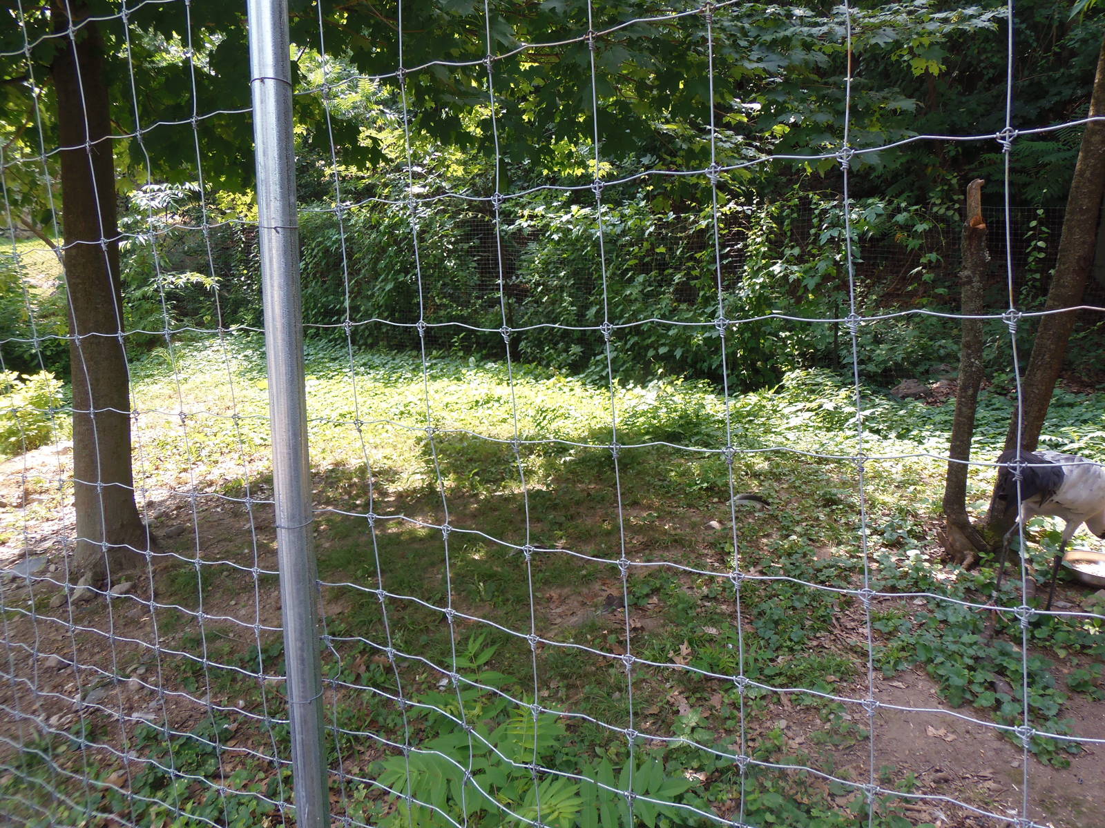 Black-Necked Crane Exhibit