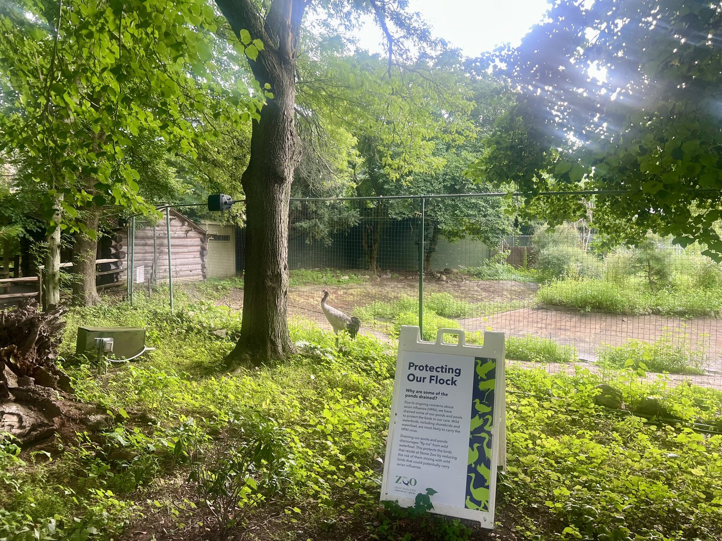 Black-necked Crane Exhibit