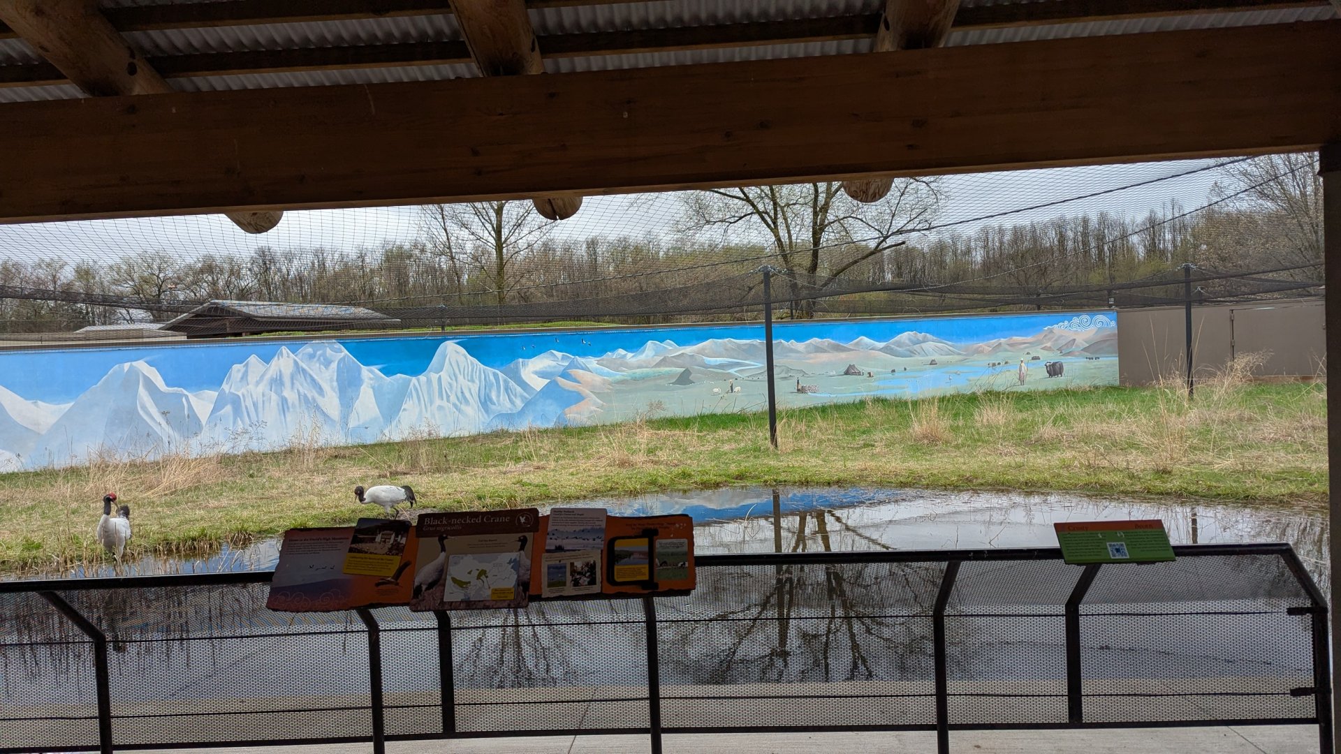 Black necked crane exhibit