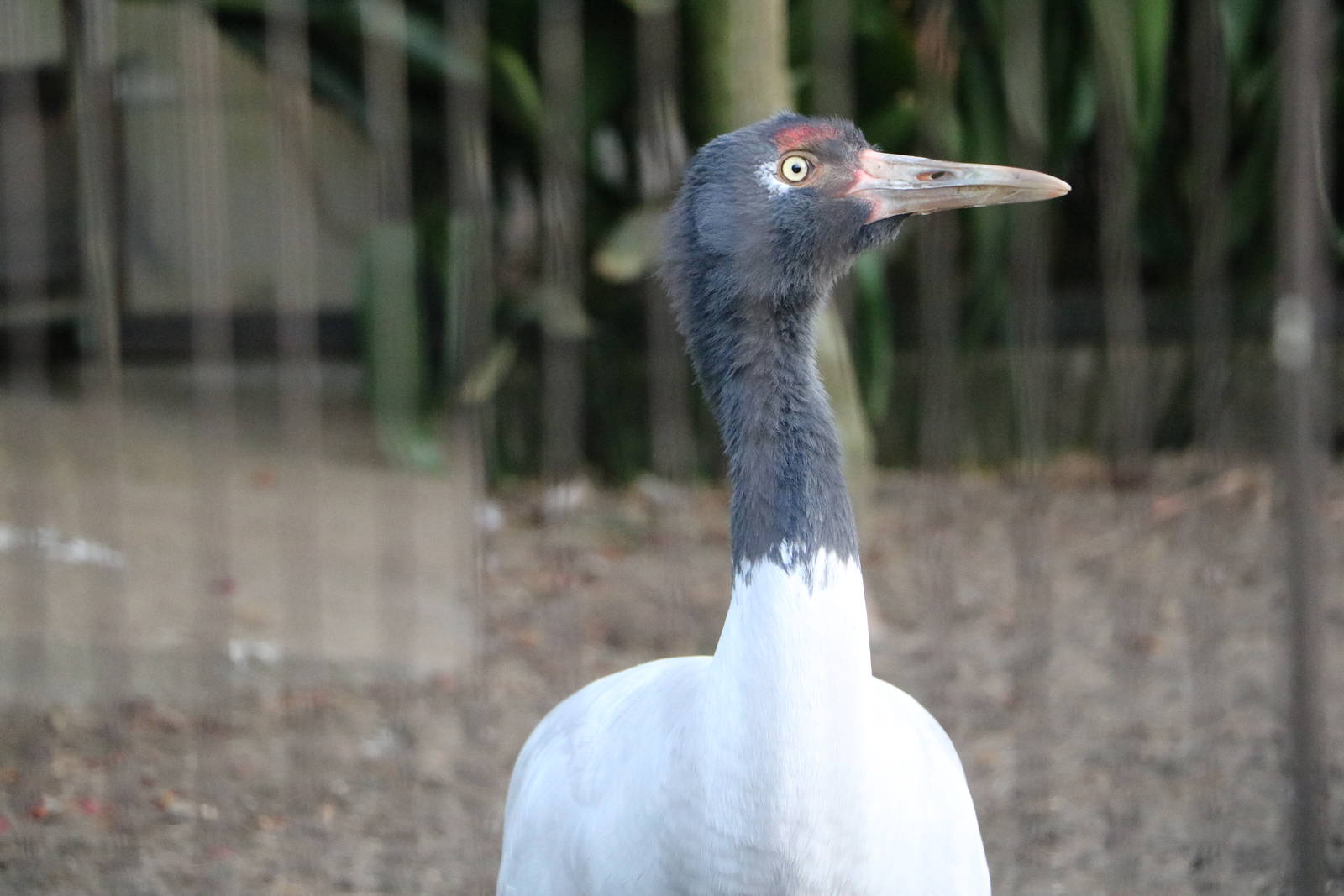 Black-necked crane, February 2016