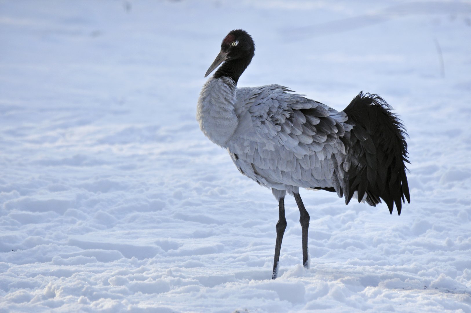 Black-necked crane (Grus nigircollis)