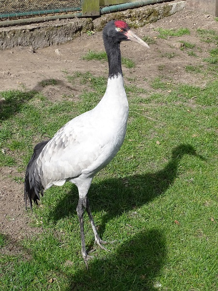 Black-necked crane (Grus nigricollis) (04/22)