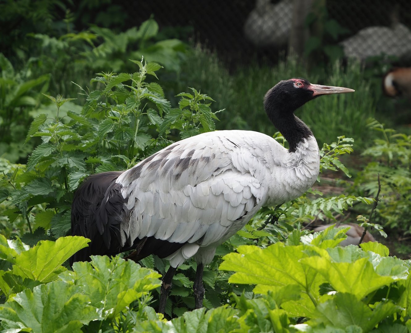 Black-necked crane (Grus nigricollis), 2024-05-21