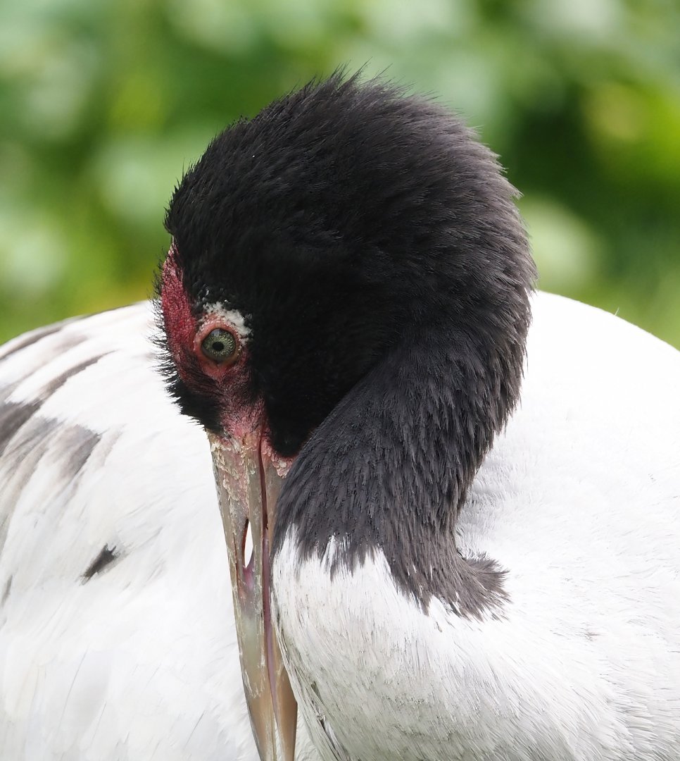Black-necked crane (Grus nigricollis), 2024-05-21