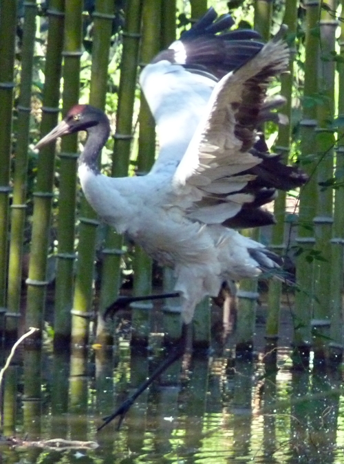 Black-necked crane (Grus nigricollis) trying to fly