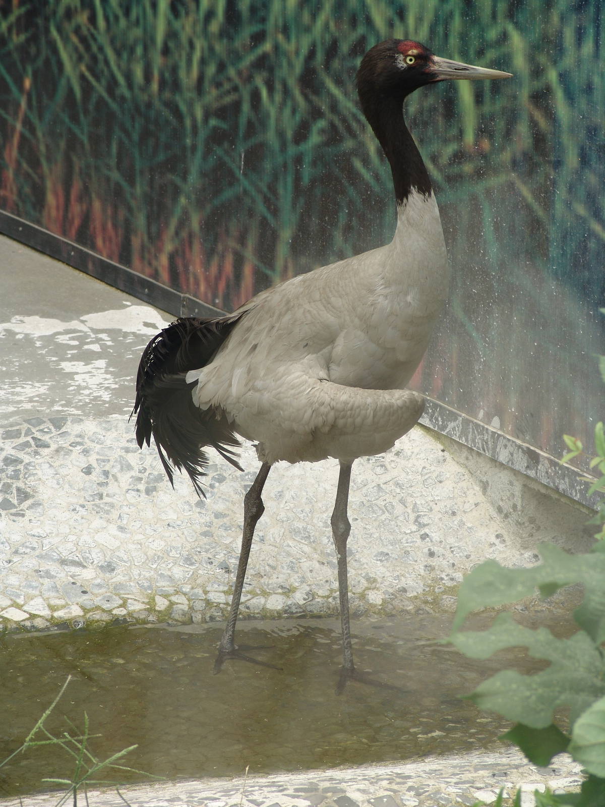 Black-necked Crane (Grus nigricollis)