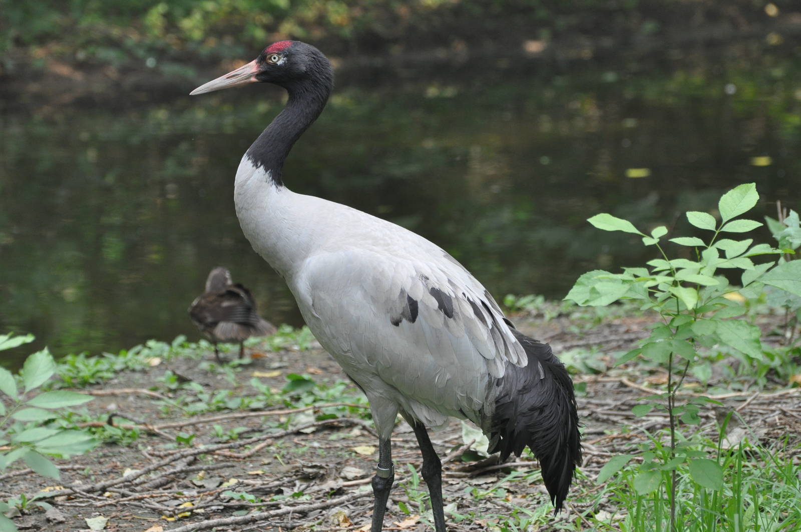 Black-necked crane/ Grus nigricollis