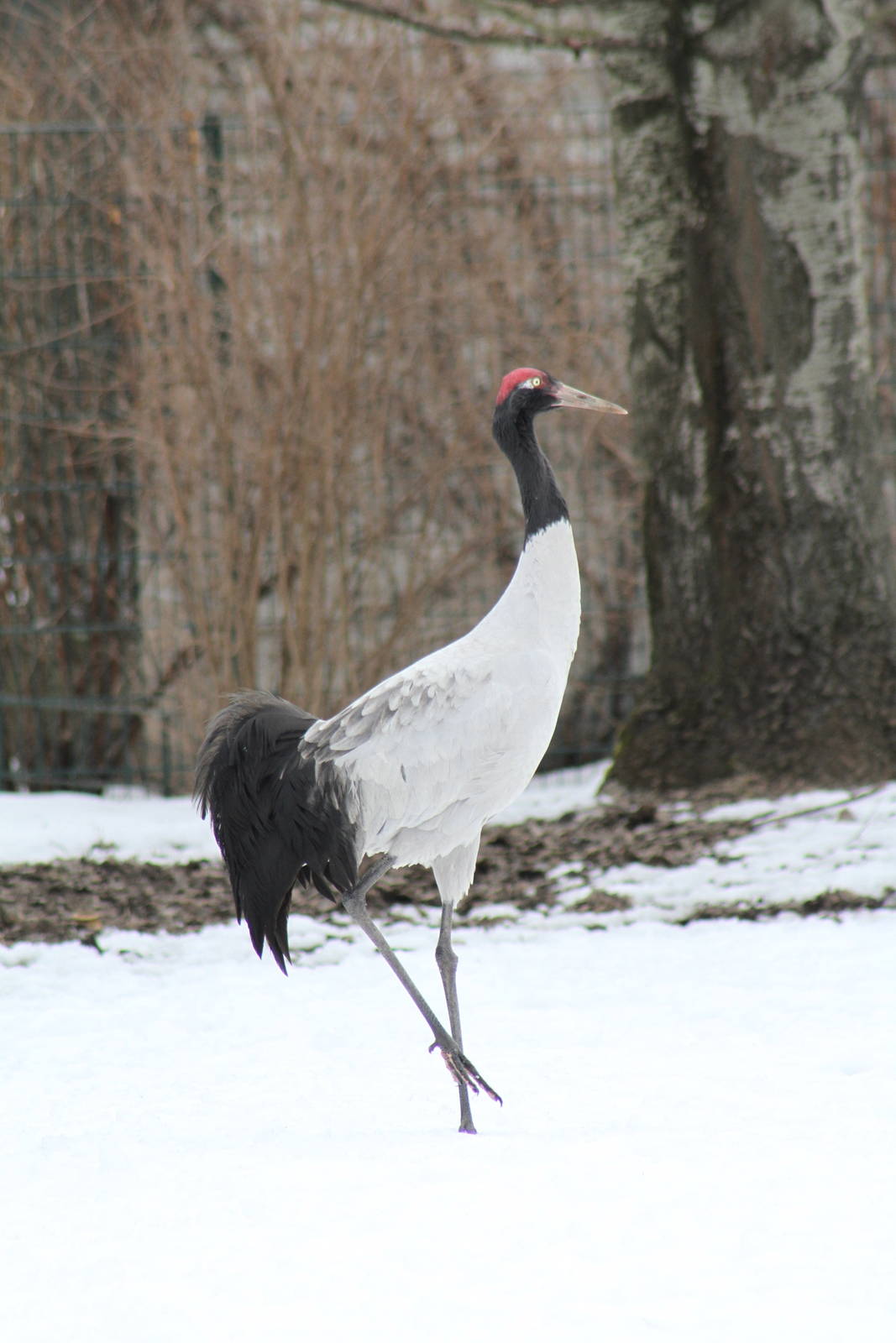 Black-necked Crane (Grus nigricollis)