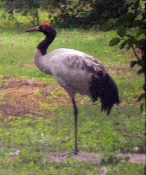Black-necked Crane (Grus nigricollis)