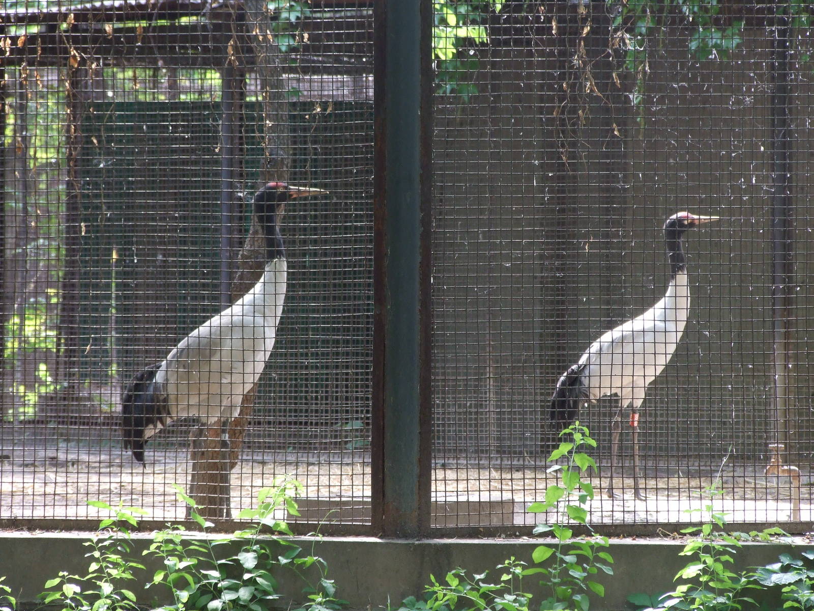 black-necked crane (Grus nigricollis)