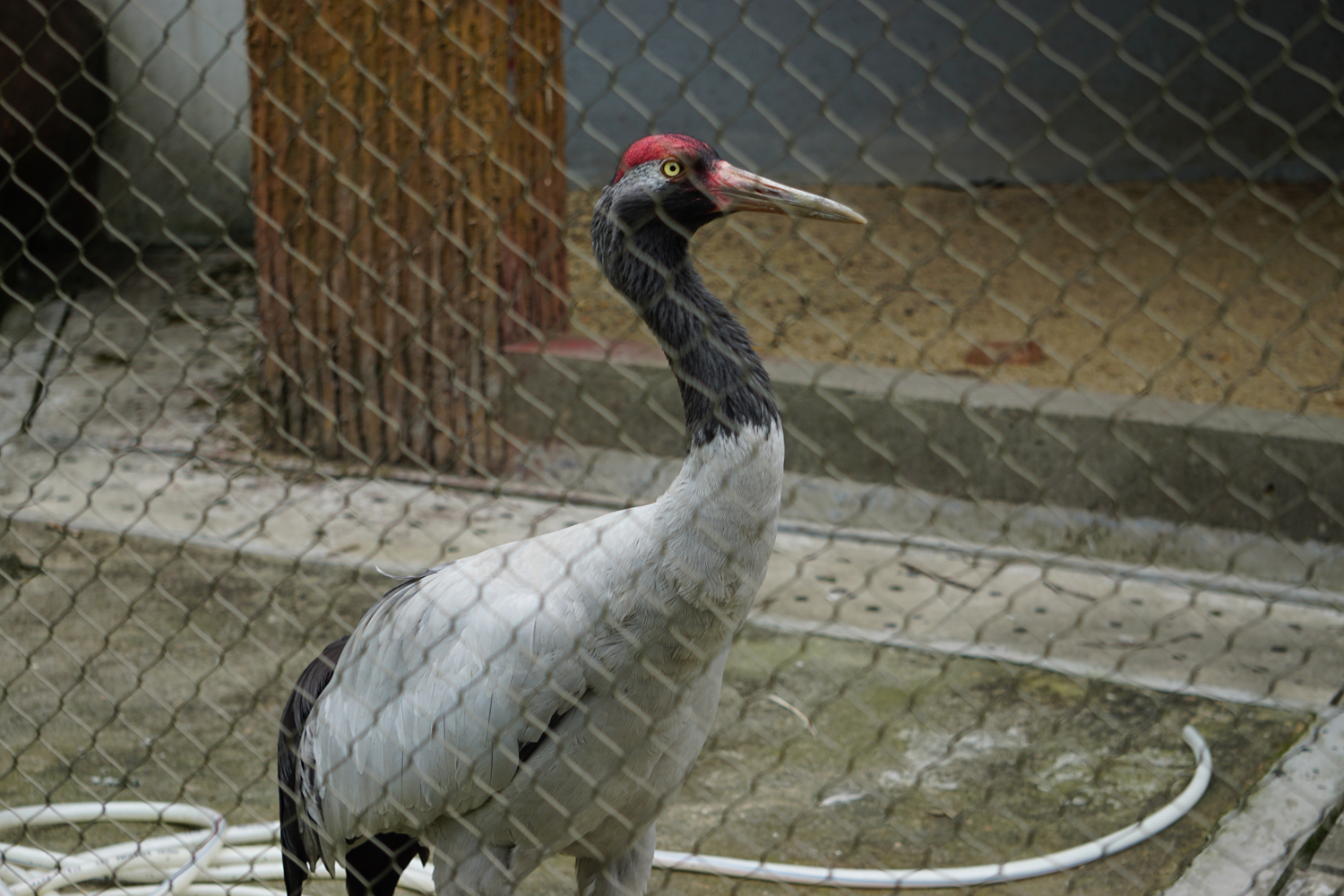 Black-necked crane (Grus nigricollis)